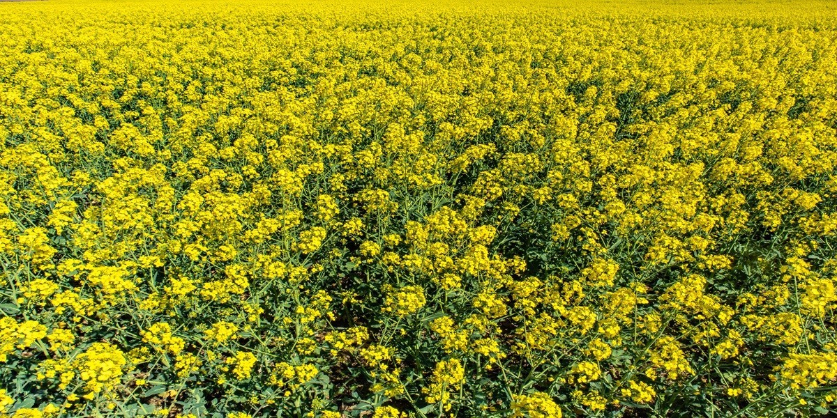 Mustard Farming in India: A Profitable Crop