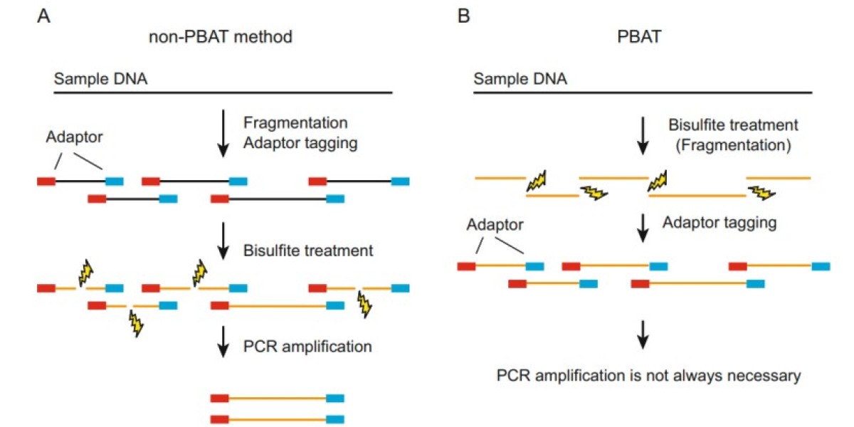 New Methods for DNA Methylation Analysis