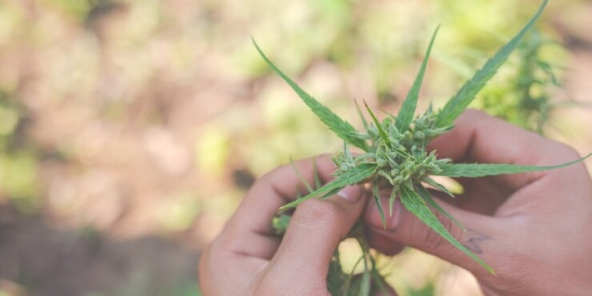 CBD Palaiseau : Une solution naturelle pour votre bien-être