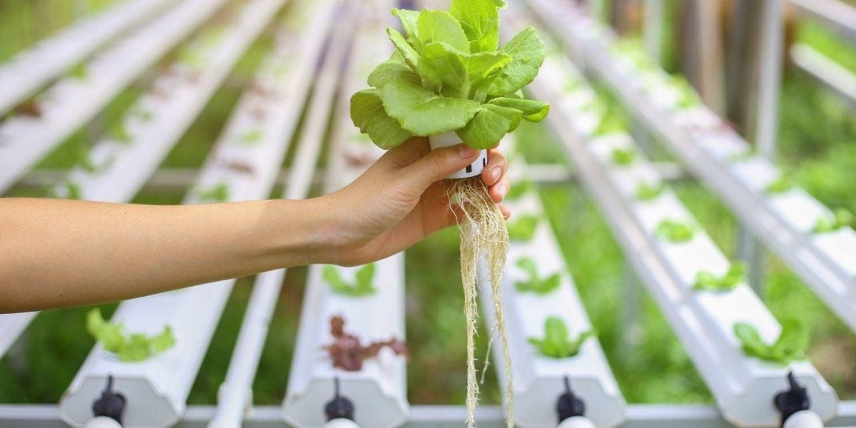 Hydroponics Market Growth, Trends, and Opportunities Shaping the Future of Sustainable Agriculture