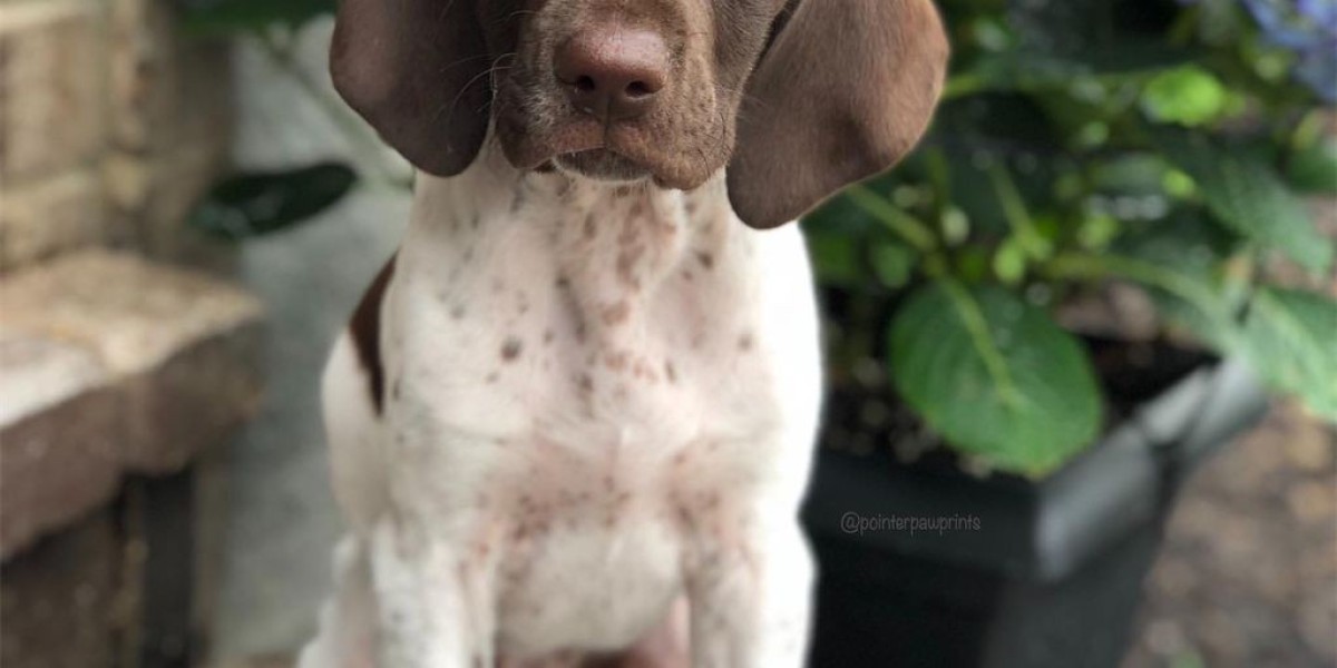 German Shorthaired Pointer Puppies for Sale Near Me – Find Your Perfect Companion