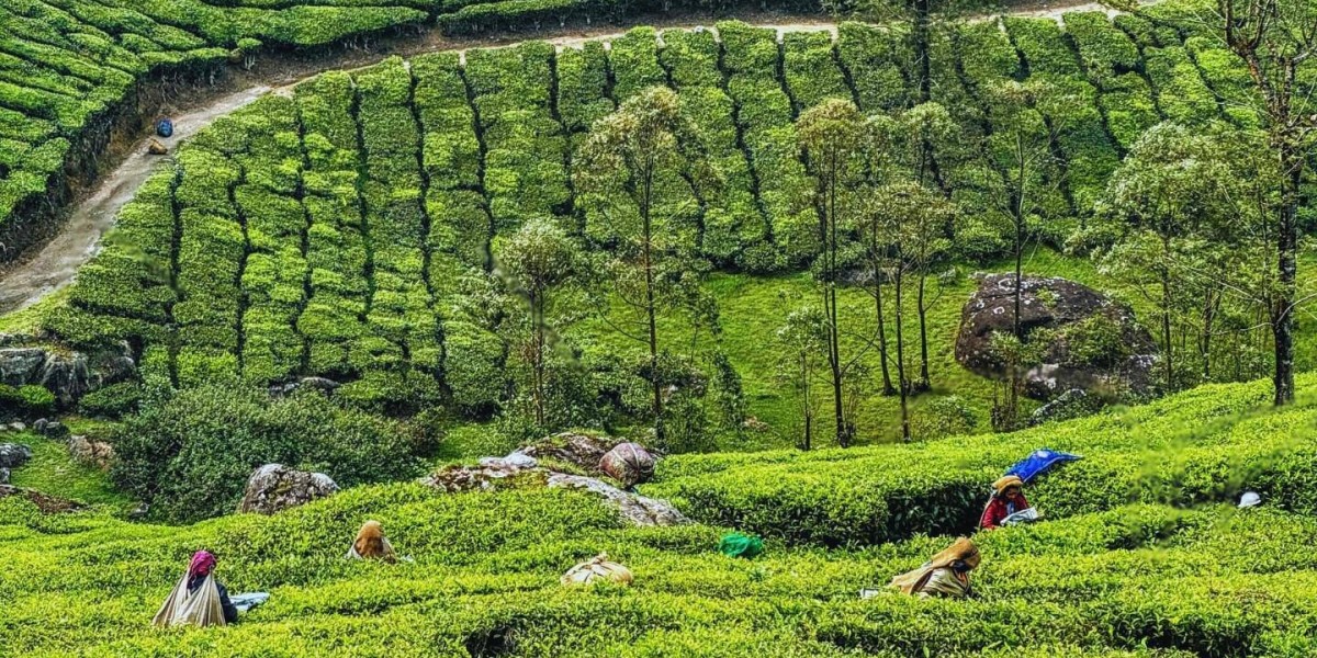 Munnar Tour Packages & More: Discover India’s Most Scenic Destinations