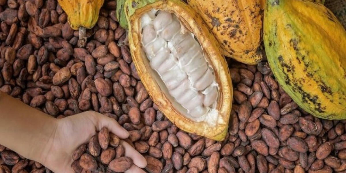 Cocoa Market Developments: Examining Global Supply, Demand, and Price Trends in the Chocolate Industry