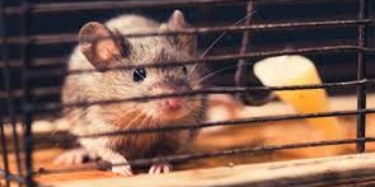 Effective Rodent Control in San Antonio: Keep Your Home Pest-Free