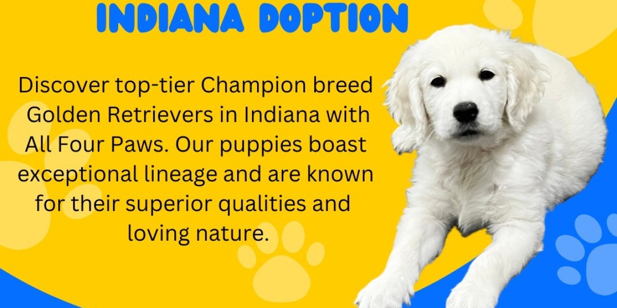 Find Champion-Bred Golden Retrievers in the Midwest, Florida, and Indiana from Top Breeders